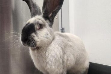 At the vet, 2 year Conti ‘Babs’