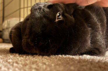 The Void Melts When Receiving Pets.