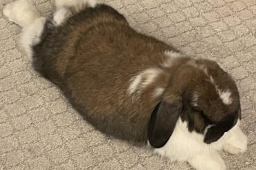 Morris enjoys his Sunday