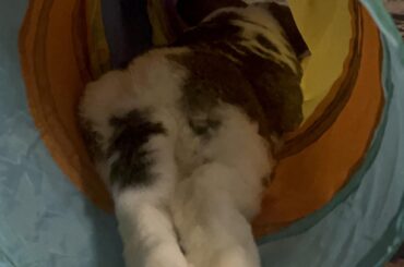 Little bunny butt