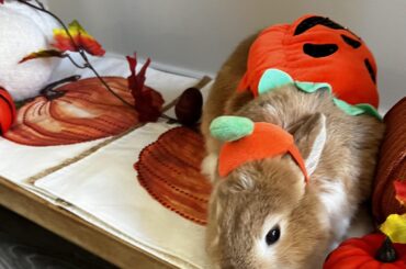Happy Halloween from my Pumpkin, Peanut 🎃