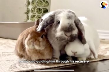 What is the breed if the beige and white bunnies?