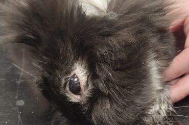 Update on my bunny Jannu