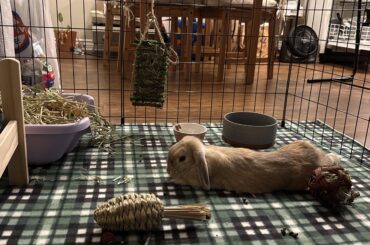 welcome home Binky Boo 🥰