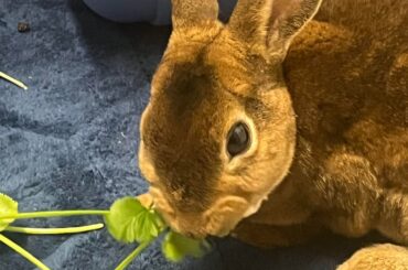 An update to baby smoko, the little Rex we found yesterday