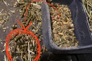 Rabbit is picky about her food mix and i worry about her eating enough