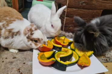 Happy after Halloween 🎃