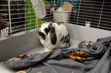 New bun breed ID request