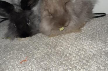 i think about my bunny all the time