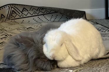 Pure Babies