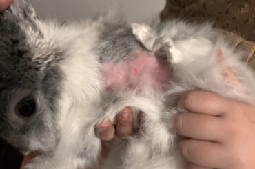 Our bunny is yanking her fur out!