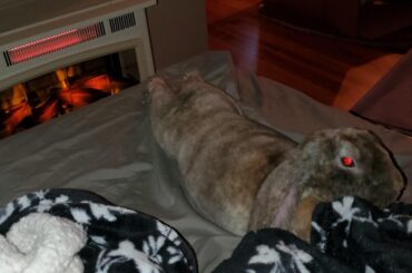 My rabbit is such a vibe, it's been that kind of day though 💅