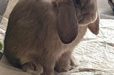 is he bored/ how do i entertain my bunny?