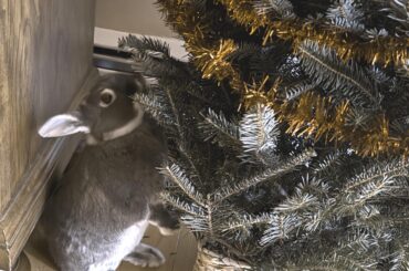 He’s all I want, just Kiwi. Underneath my Christmas tree. 🎶