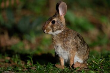 Underrated Rabbit Talk #1 - Common Tapeti (sylvilagus brasiliensis)