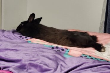 Kookie Monster being cute (my lounging jelly bean)