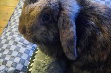 I got my Miffy girl some new beds.