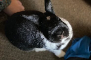 Lone bunny appears to be thriving after losing his companion. Is he happy to have us to himself, or is he overcompensating for the loss of affection he got from the other bunny? We were going to replace his friend right away, but now we aren’t sure.