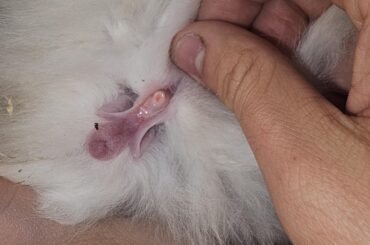 What gender is this bunny
