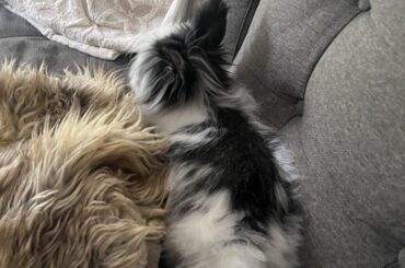 Fluffo- flage