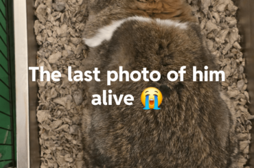 Goodbye Harry 4/30/2017-11/12/2025
