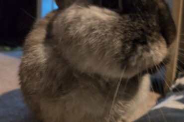 Why hello there Oreo