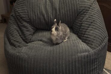 Tiny king Chaplin takes his rightful place on the throne 👑