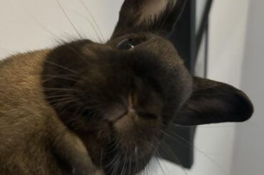 An appreciation post, A love I can’t explain (a story for potential bun parents)