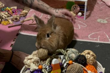 it’s somebunnys 5th birthday 🎂 Wish her a happy birthday!!