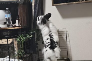 Unlimited pellets?
