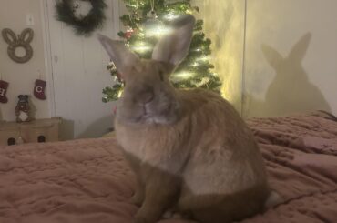 Hoppy Monday