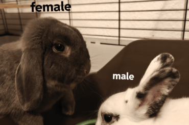 Female fighting Male