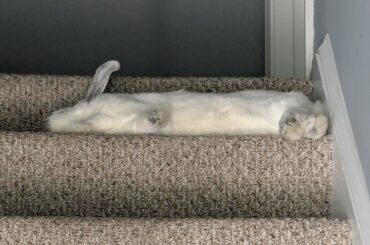 She was alive, just very comfy.