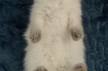 My little bun slept on his back for an hour today