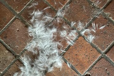 Losing hair