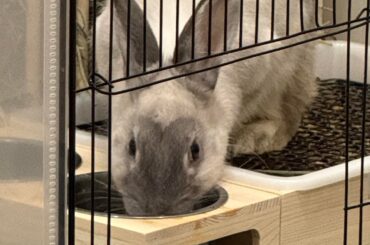 new adopted bun!