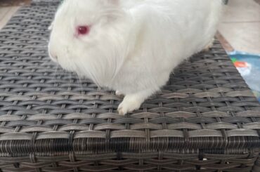 Pepe (boy) bunny sitting !!!