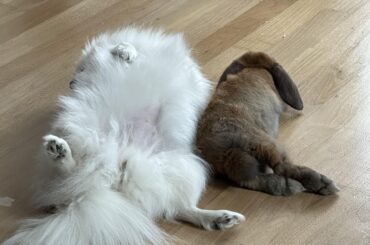 Napping time