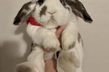 Experience with Bun Box Society?