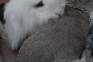 Snuggle buns
