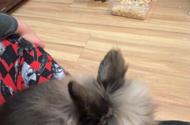 What’s the best way to get male rabbits to bond ?