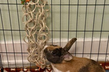 Foster bun Quinn is settling in nicely!