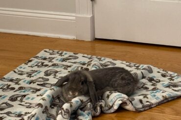 NYC Bunny Sitter