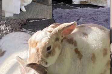 What coloring were my buns?