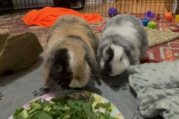 Struggling to connect with my fosters.