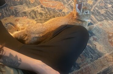 Rescued this bunny last week, is this a good sign?