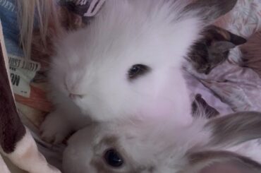 My little buns💗💗