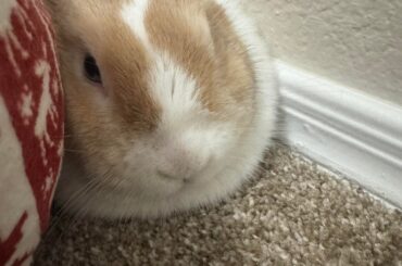 Rabbit bed