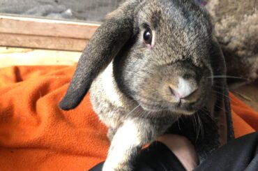 Said goodbye to Scout today 💔