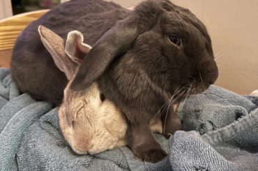 Bun stack 💕
